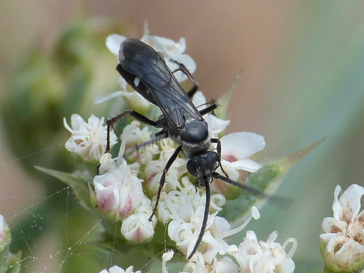 Piccolo Pompilidae